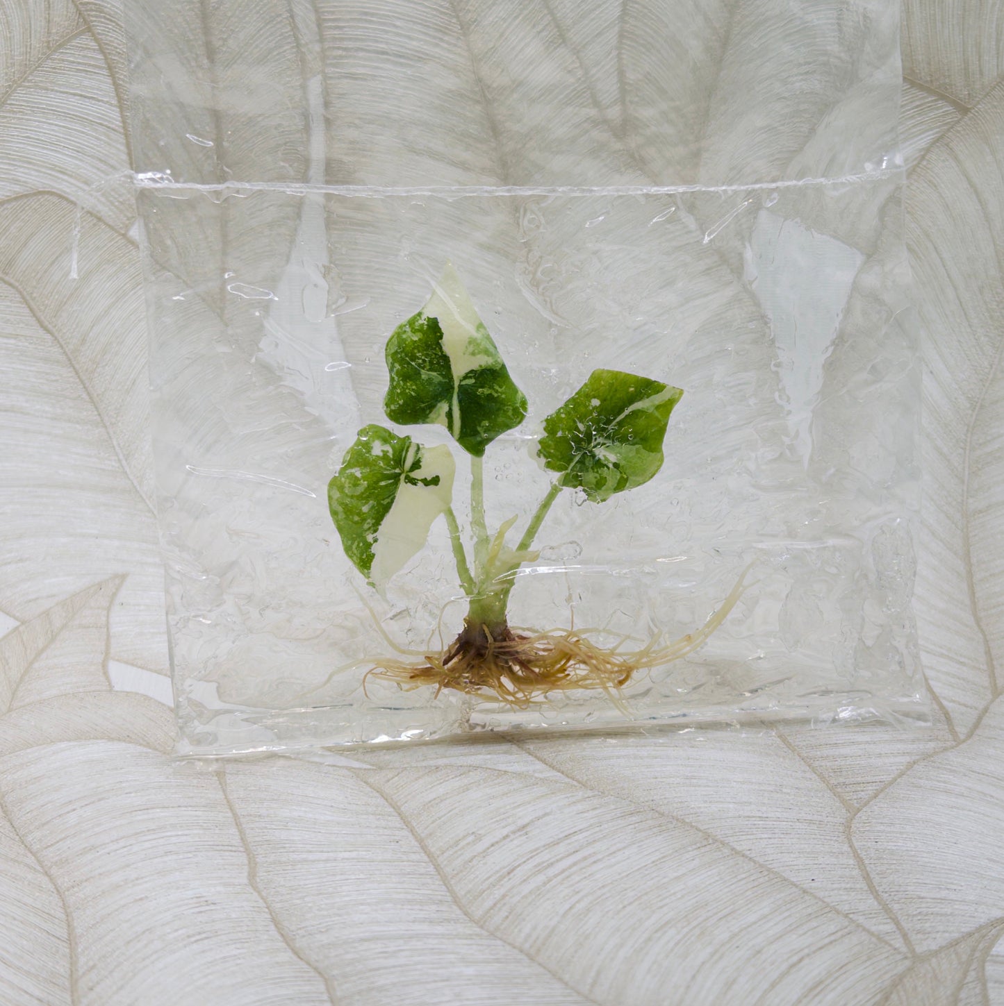 TC Alocasia Melo Albo in bag