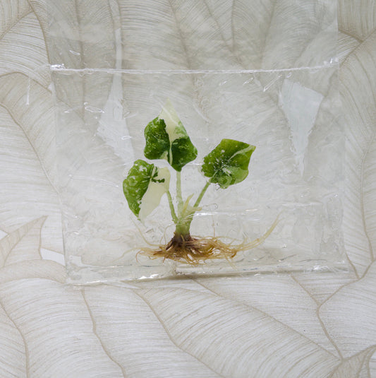 TC Alocasia Melo Albo in bag