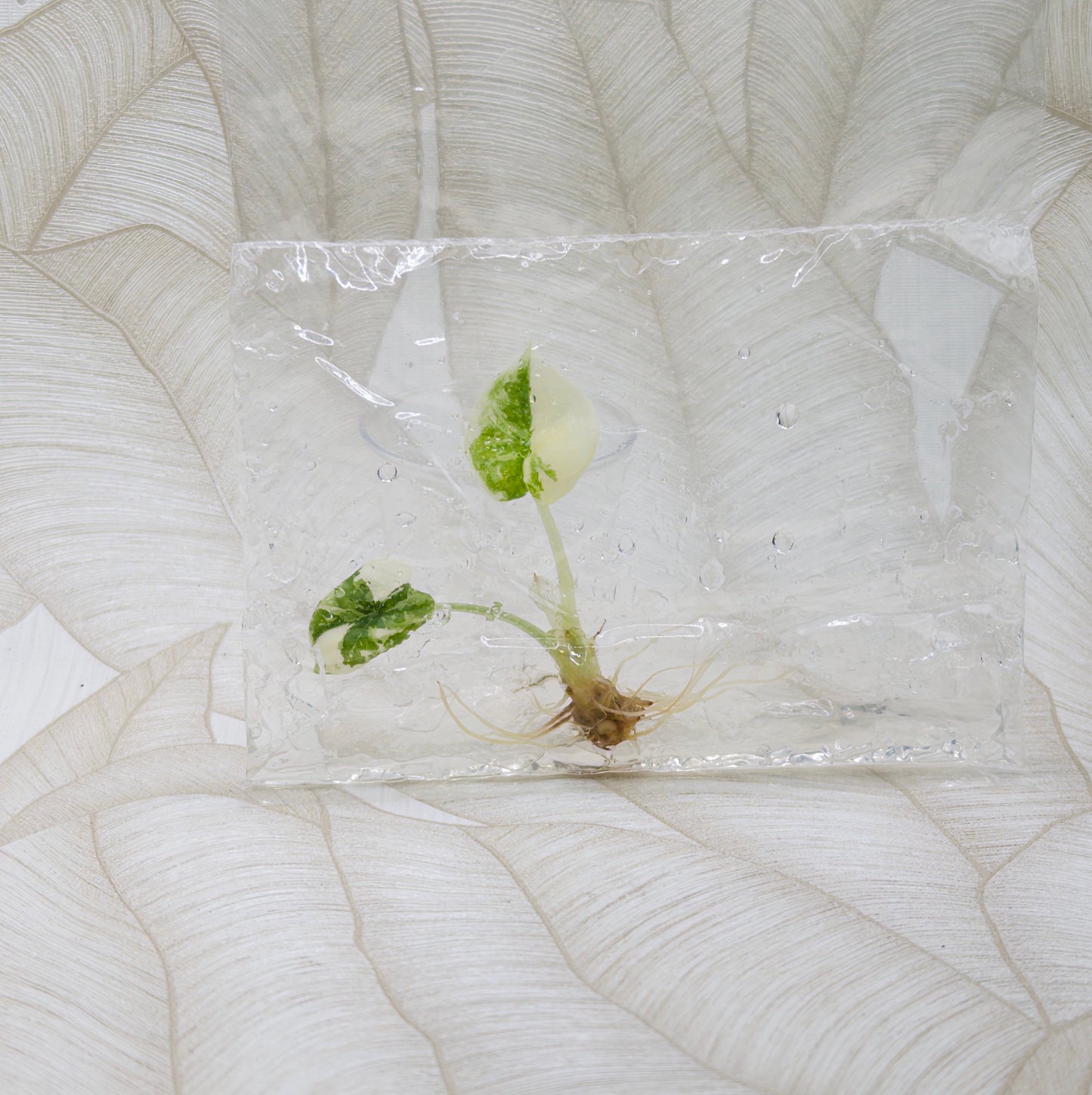 TC Alocasia Melo Albo in bag