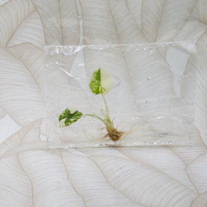 TC Alocasia Melo Albo in bag