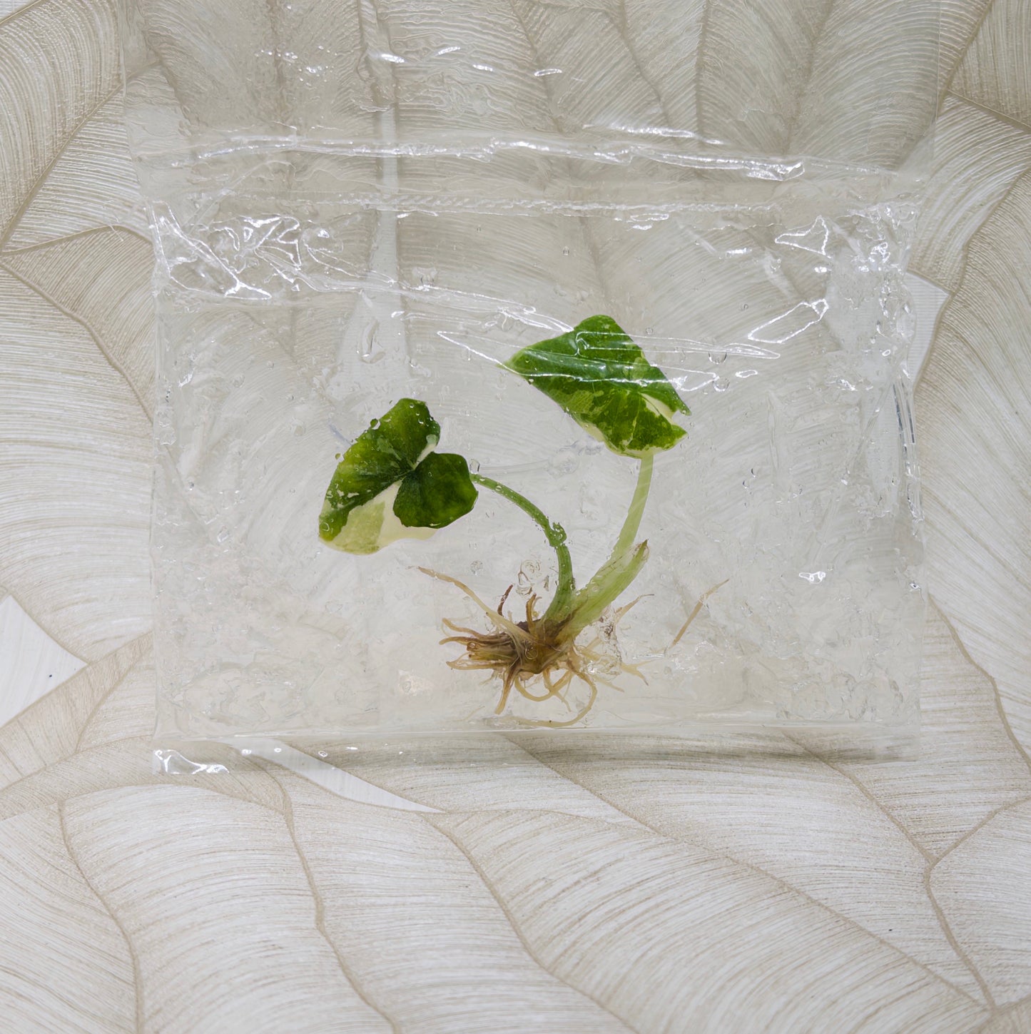 TC Alocasia Melo Albo in bag
