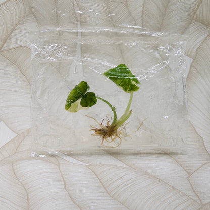 TC Alocasia Melo Albo in bag