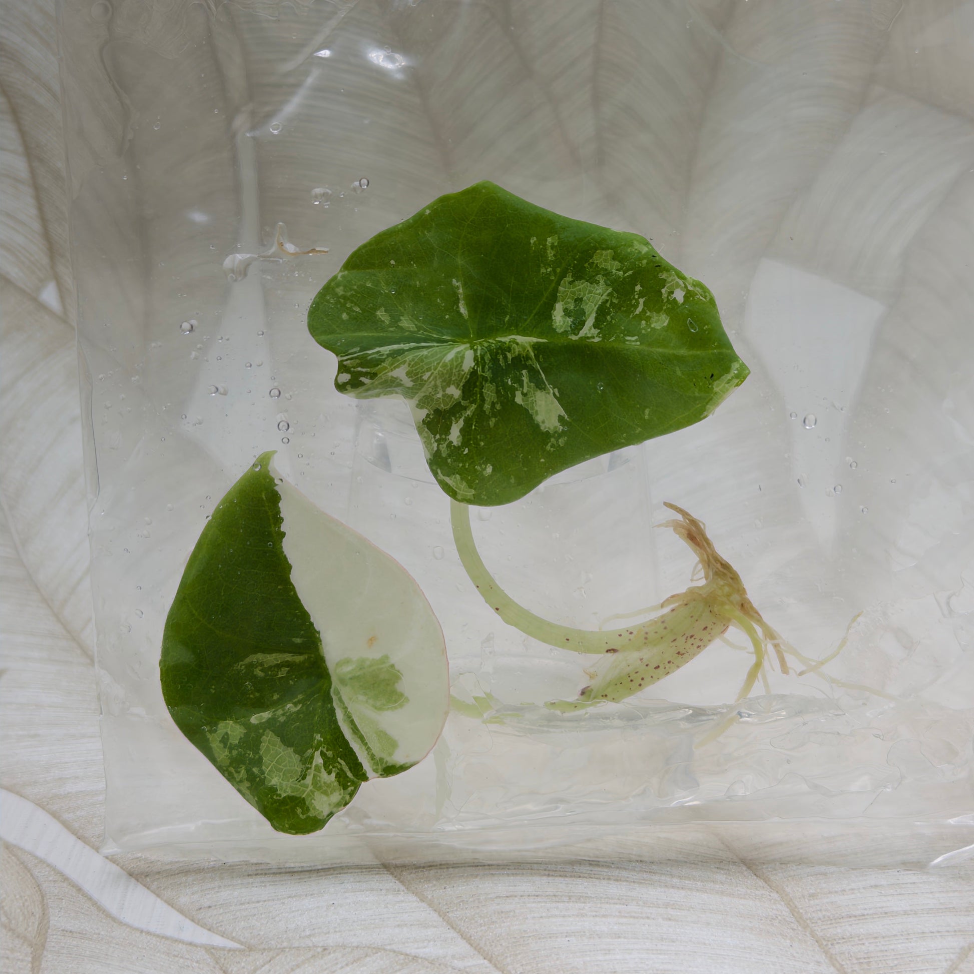 Alocasia Nebula Albo/Pink in bag