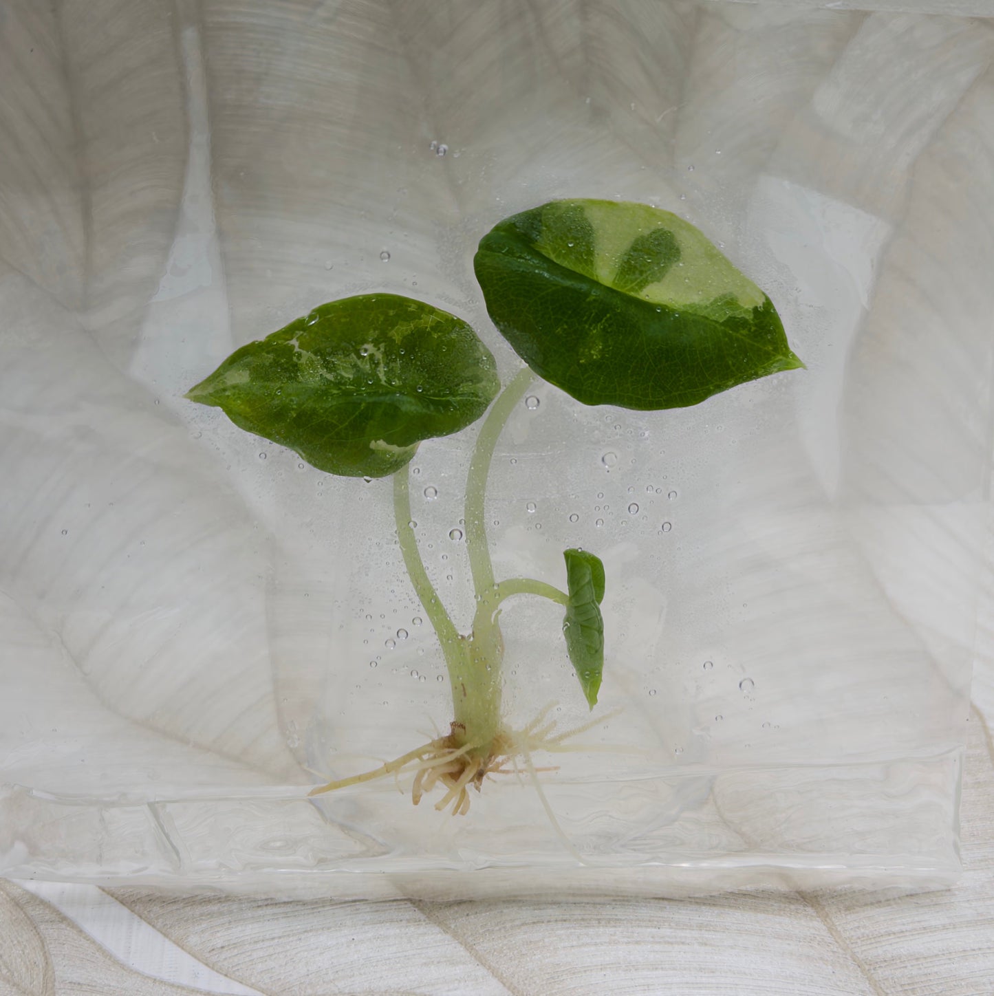 Alocasia Nebula Albo/Pink in bag