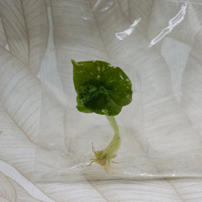 Alocasia Nebula Albo/Pink in bag
