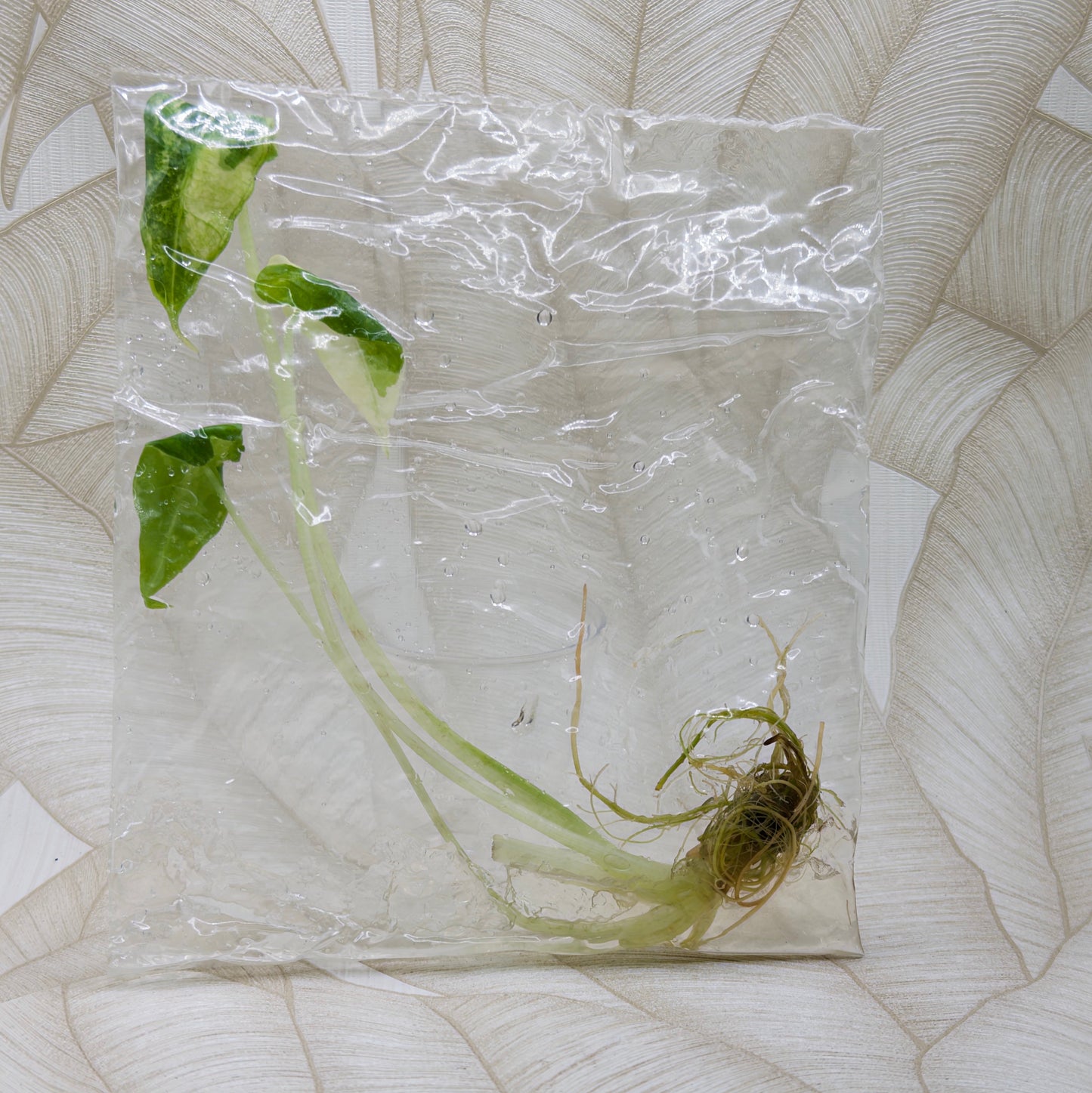 TC Alocasia Sarian Albo in bag