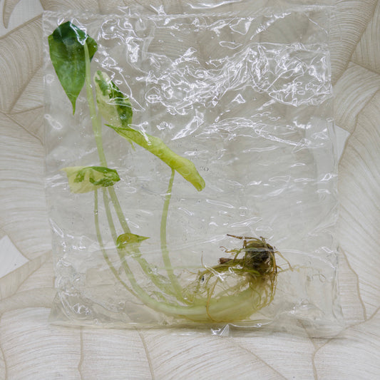 TC Alocasia Sarian Albo in bag