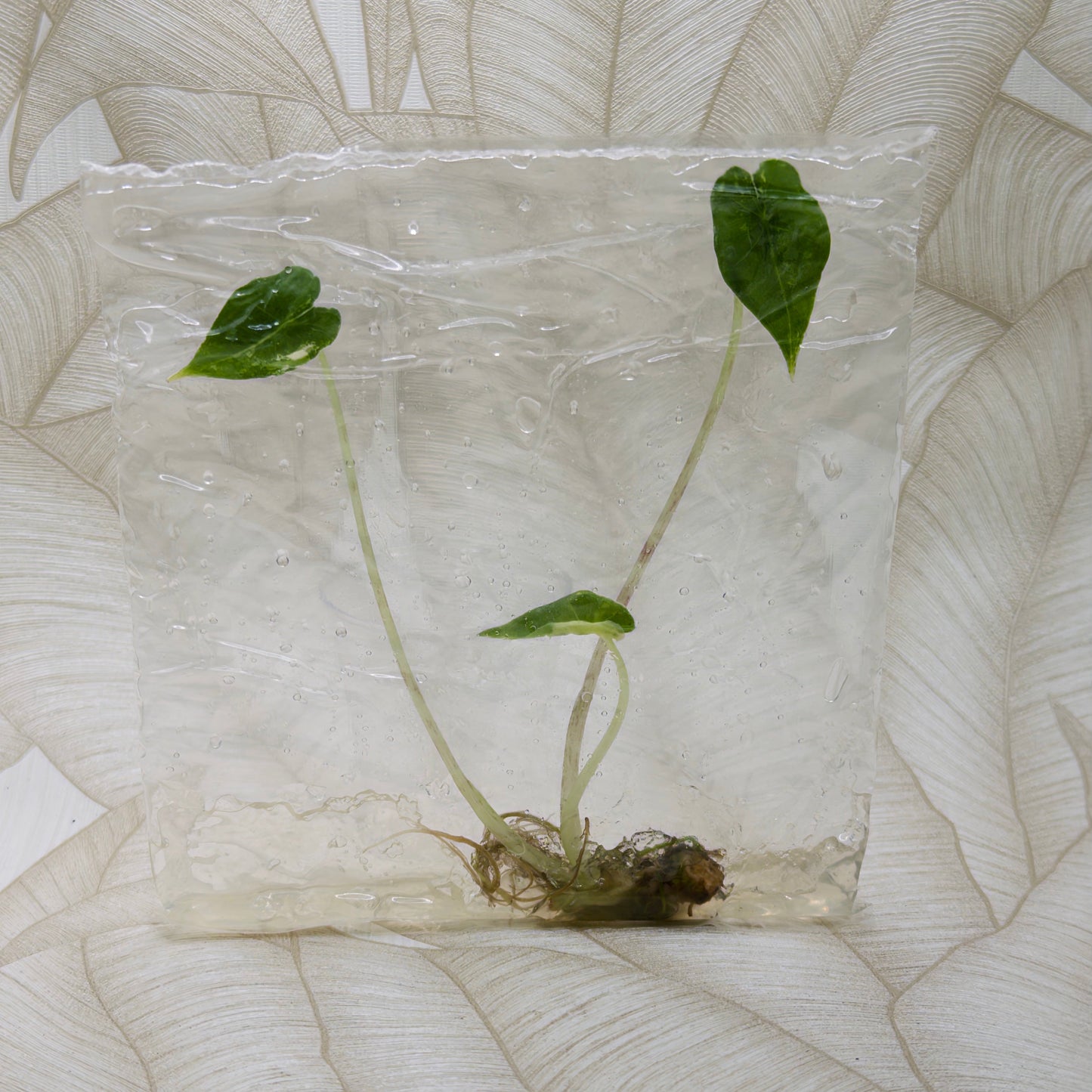TC Alocasia Sarian Albo in bag