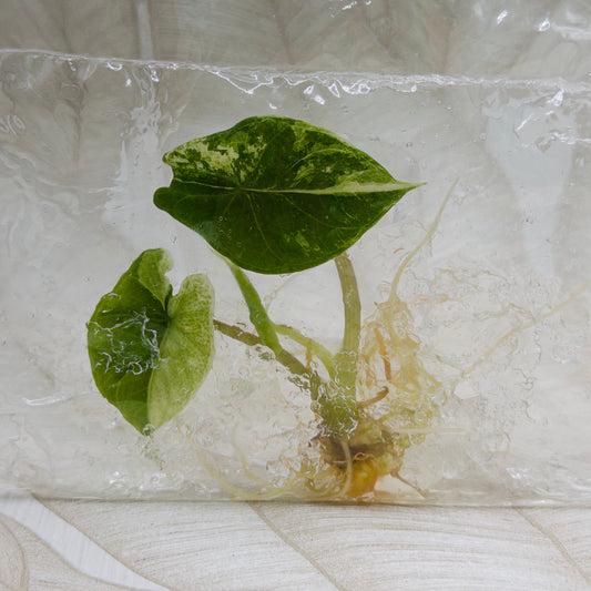 Alocasia Scalprum Albo in bag