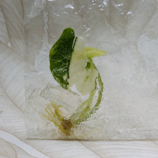 Alocasia Scalprum Albo in bag