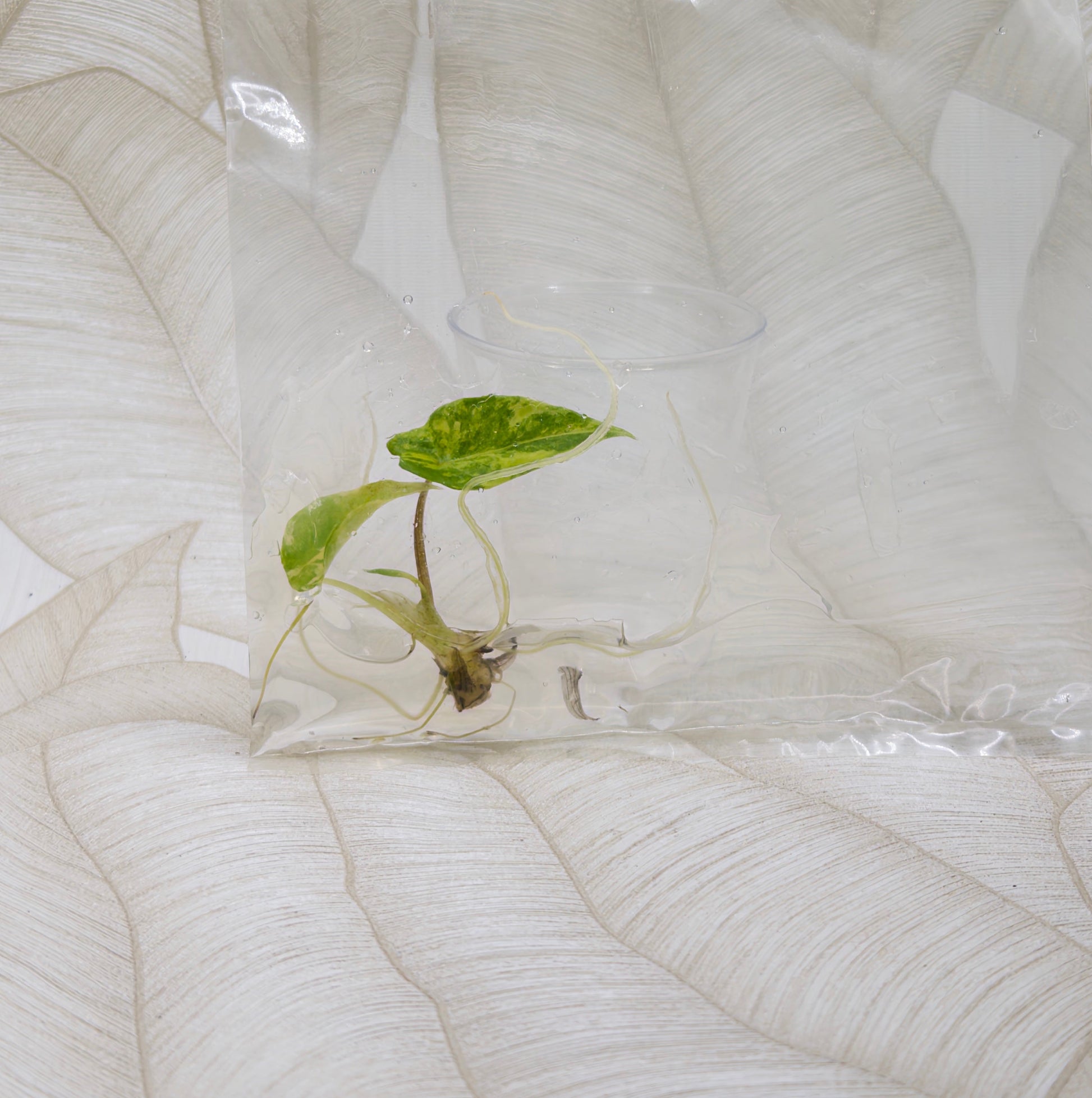 TC Alocasia Scalprum Aurea in bag