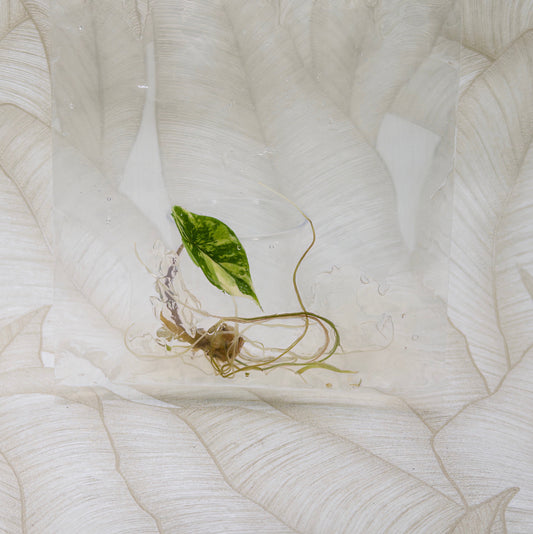 TC Alocasia Scalprum Aurea in bag