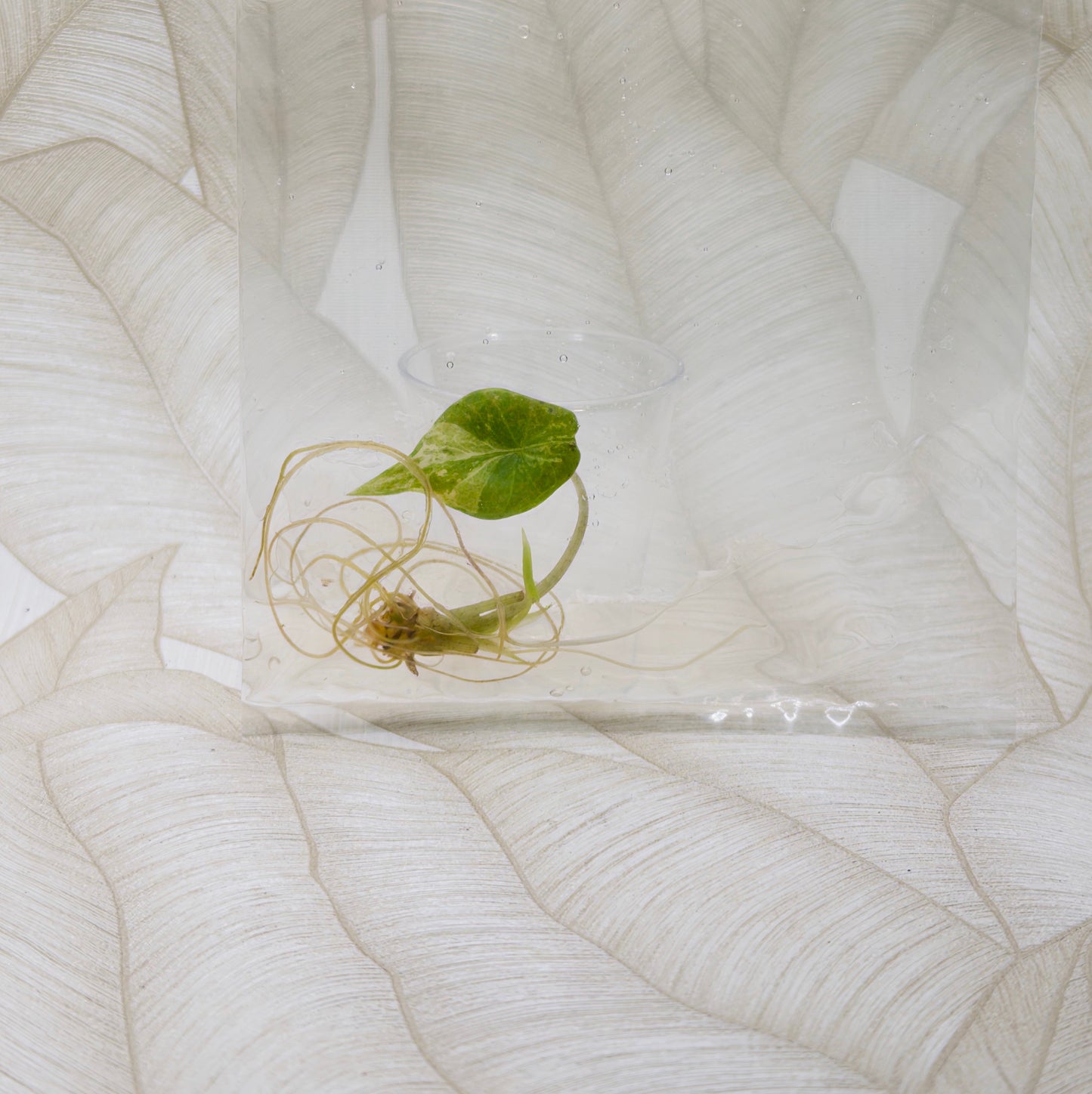 TC Alocasia Scalprum Aurea in bag