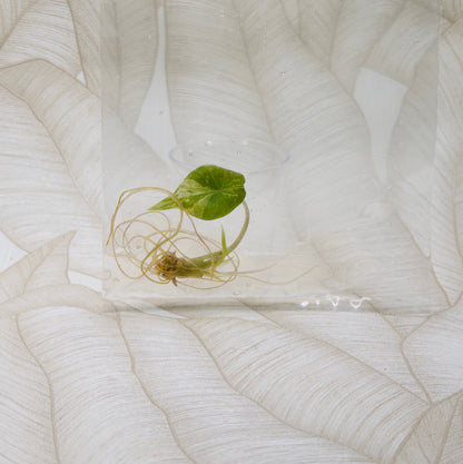 TC Alocasia Scalprum Aurea in bag