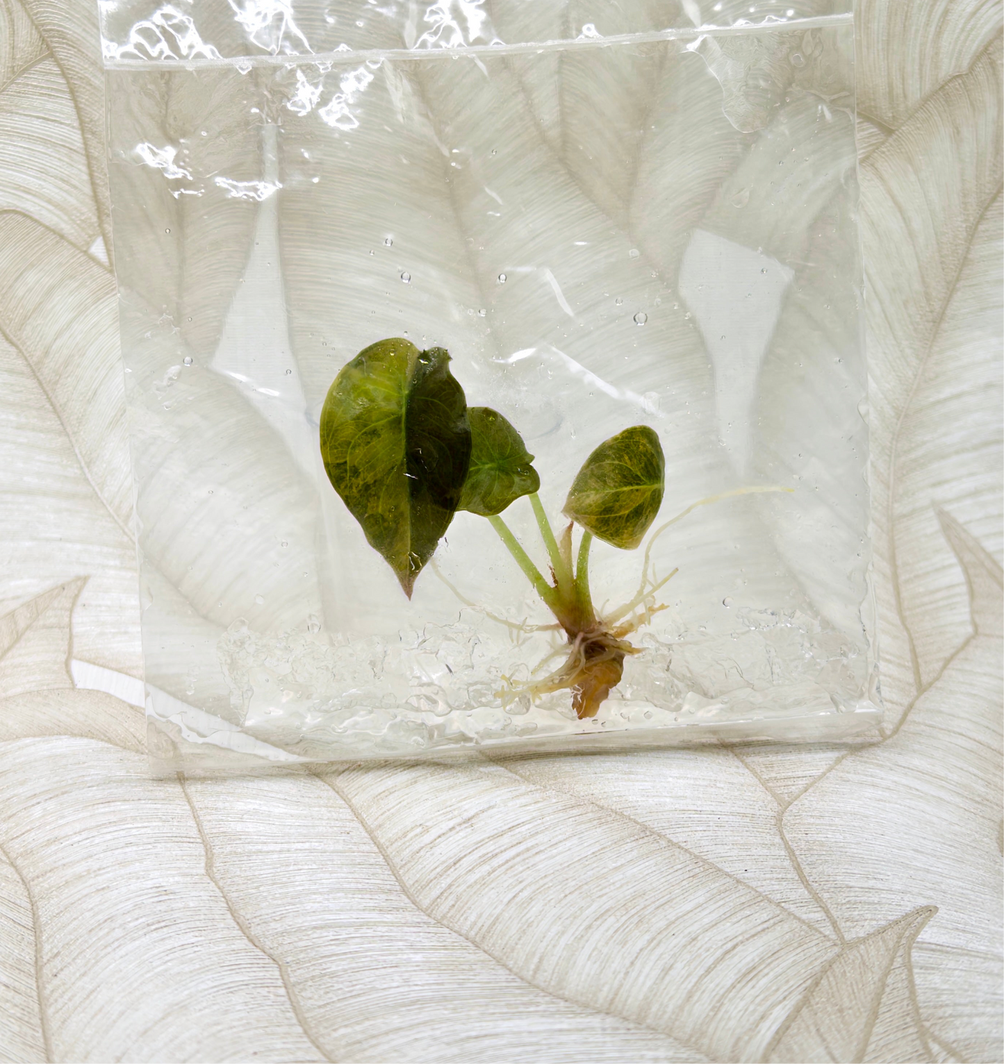 TC Alocasia Cuprea Golden Latte in bag