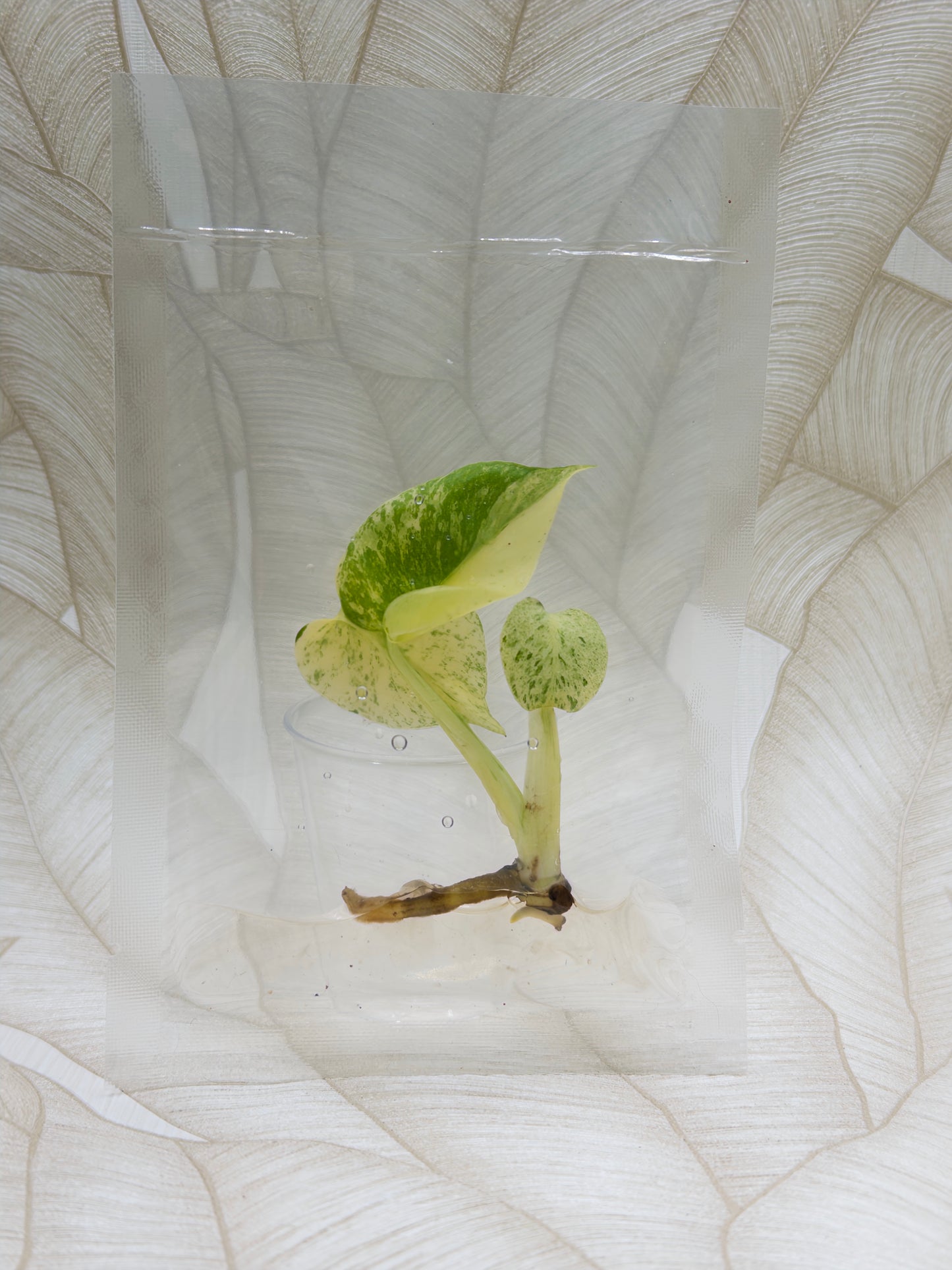 Monstera White Monster