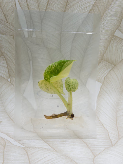 Monstera White Monster