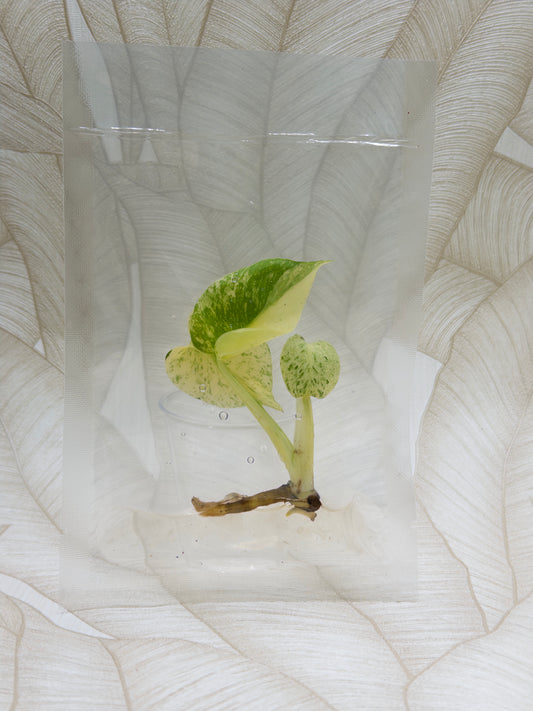 Monstera White Monster
