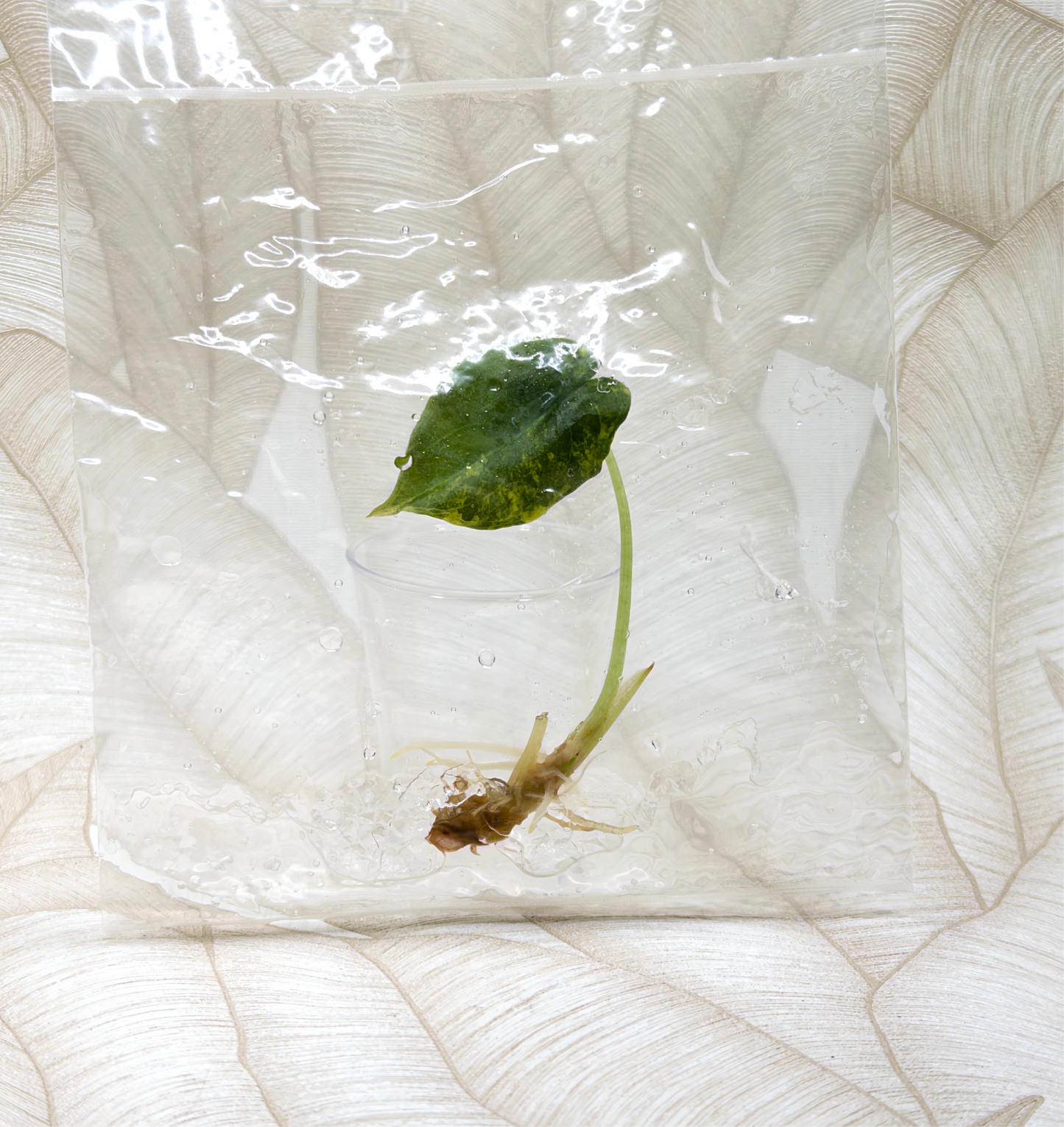 TC Alocasia Cuprea Golden Latte in bag