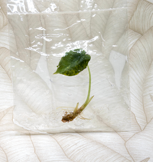 TC Alocasia Cuprea Golden Latte in bag