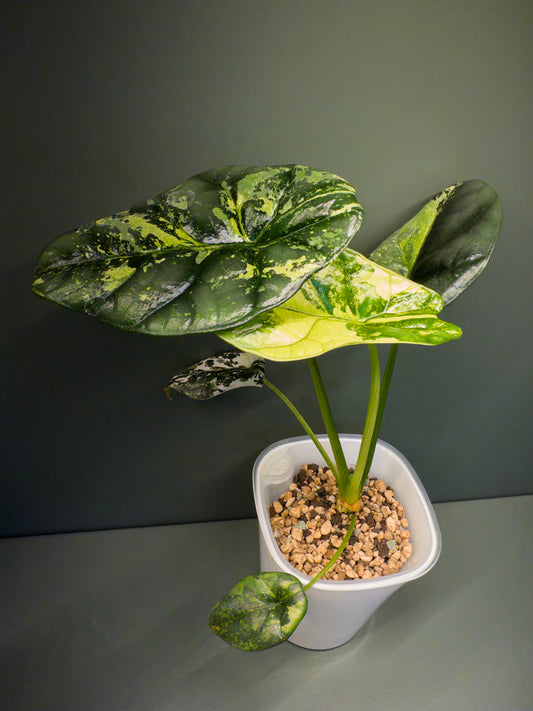 Alocasia Sinuata Aurea (Potted plants)