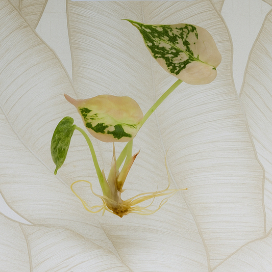 Alocasia Cuprea Albo/Pink Superb