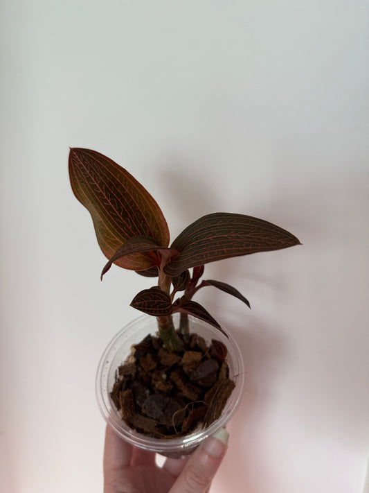 Jewel Orchid (Potted plant)