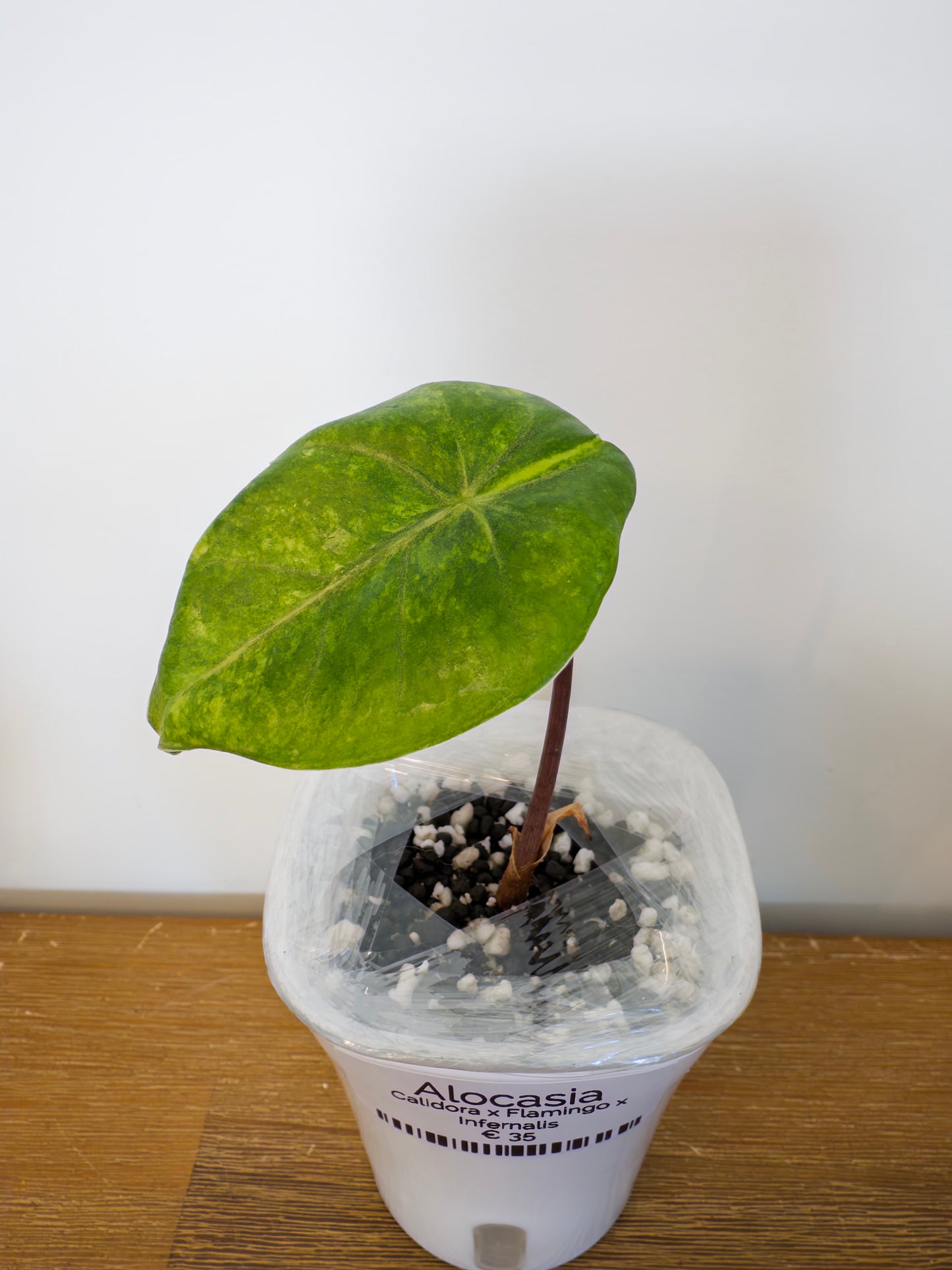 Alocasia Hybrid: Calidora x Flamingo x Infernalis variegata (from corm)