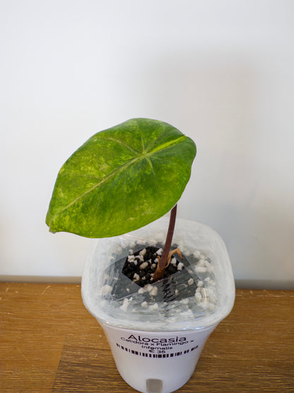 Alocasia Hybrid: Calidora x Flamingo x Infernalis variegata (from corm)