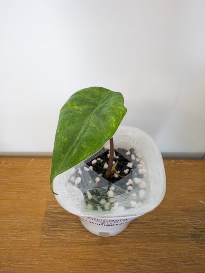 Alocasia Hybrid: Calidora x Flamingo x Infernalis variegata (from corm)