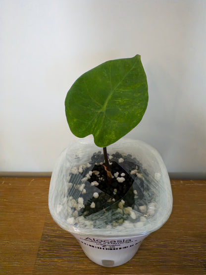 Alocasia Hybrid: Calidora x Flamingo x Infernalis variegata (from corm)