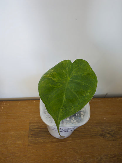 Alocasia Hybrid: Calidora x Flamingo x Infernalis variegata (from corm)