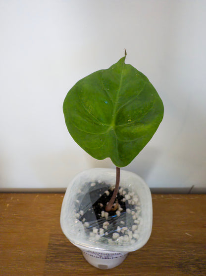 Alocasia Hybrid: Calidora x Flamingo x Infernalis variegata (from corm)