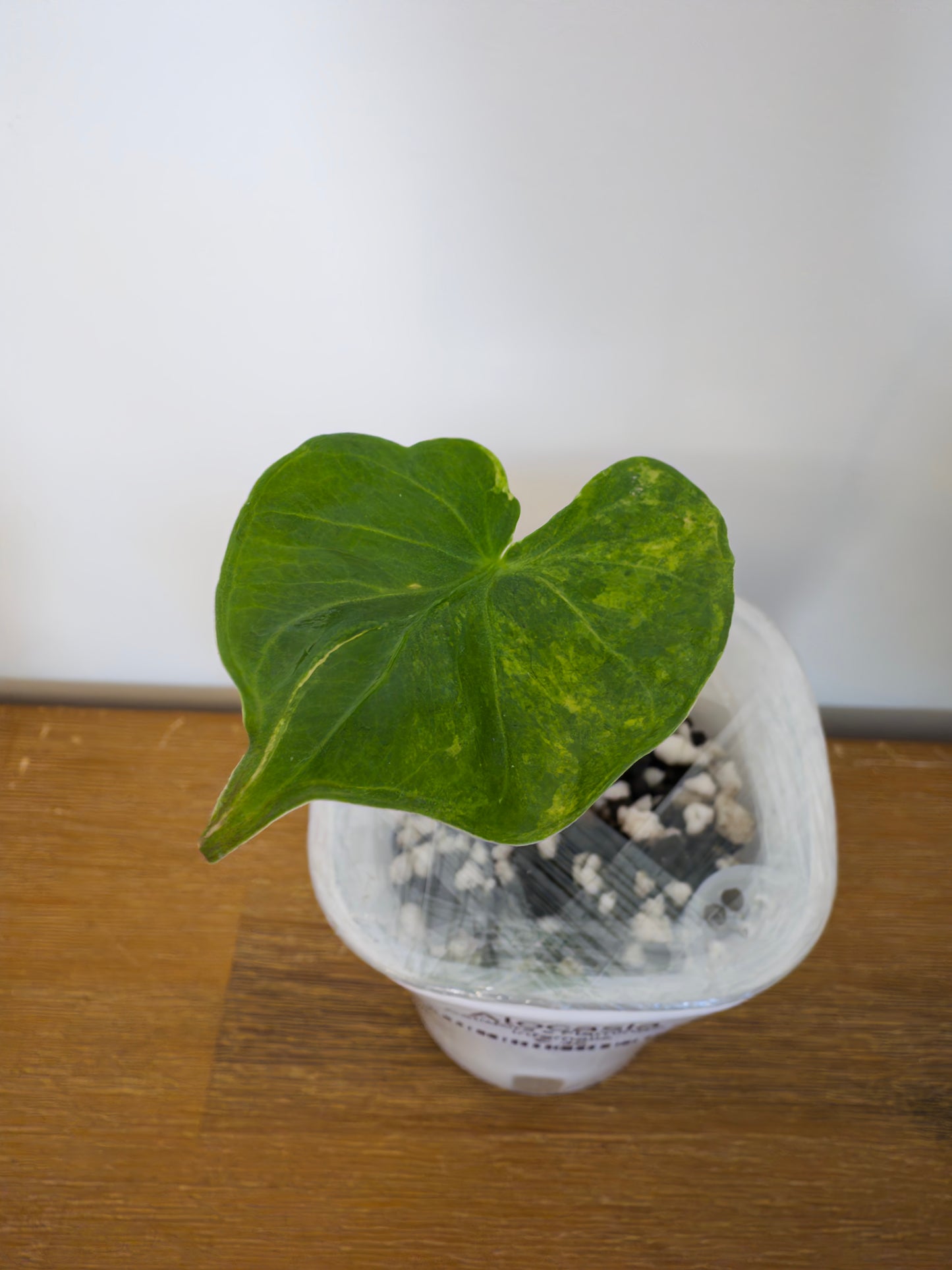 Alocasia Hybrid: Calidora x Flamingo x Infernalis variegata (from corm)