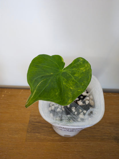 Alocasia Hybrid: Calidora x Flamingo x Infernalis variegata (from corm)