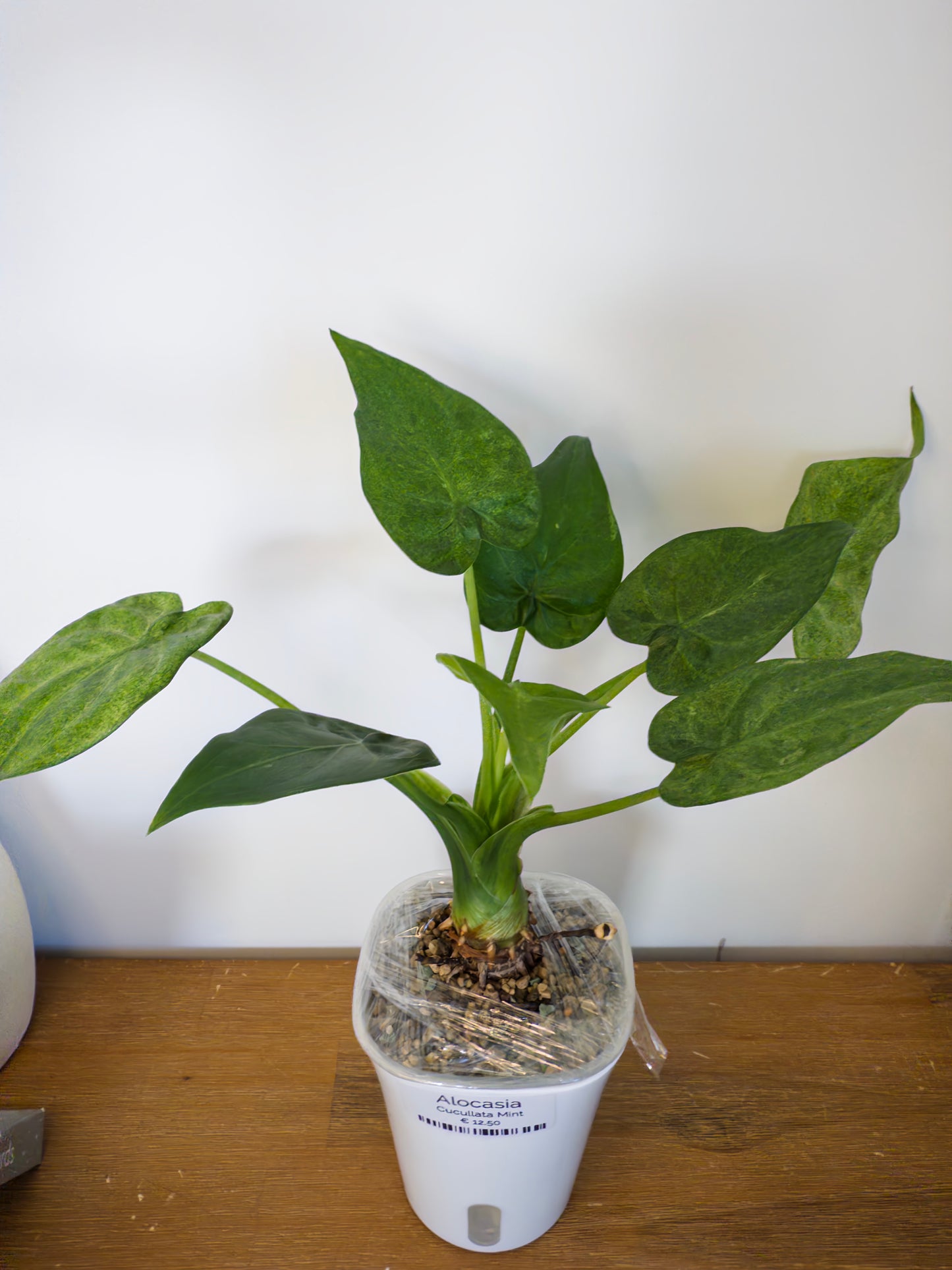 Alocasia Cucullata Mint (potted plants)