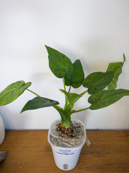 Alocasia Cucullata Mint (potted plants)
