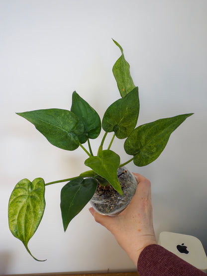 Alocasia Cucullata Mint (potted plants)