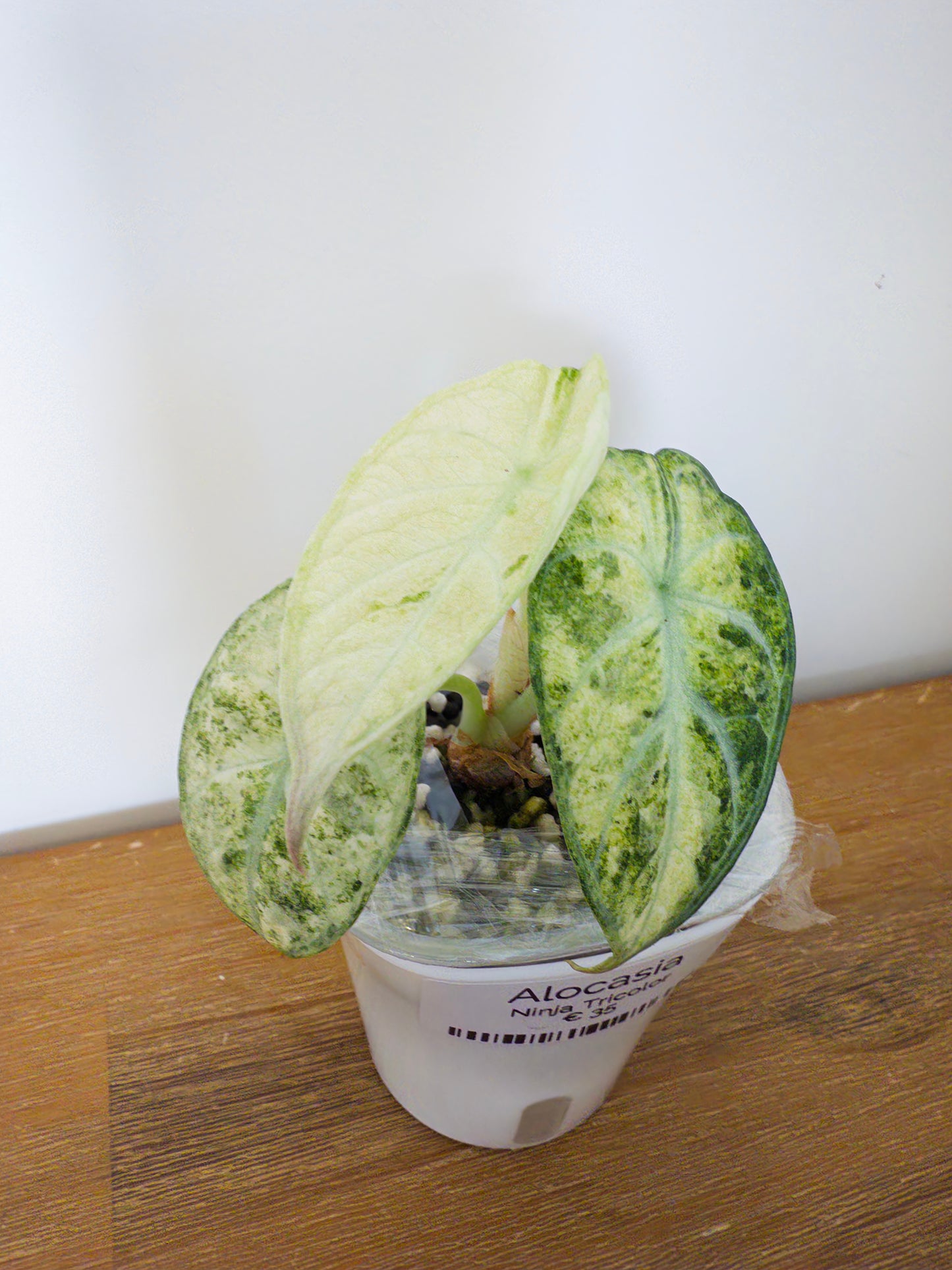 Alocasia Ninja Tricolor (potted plant)