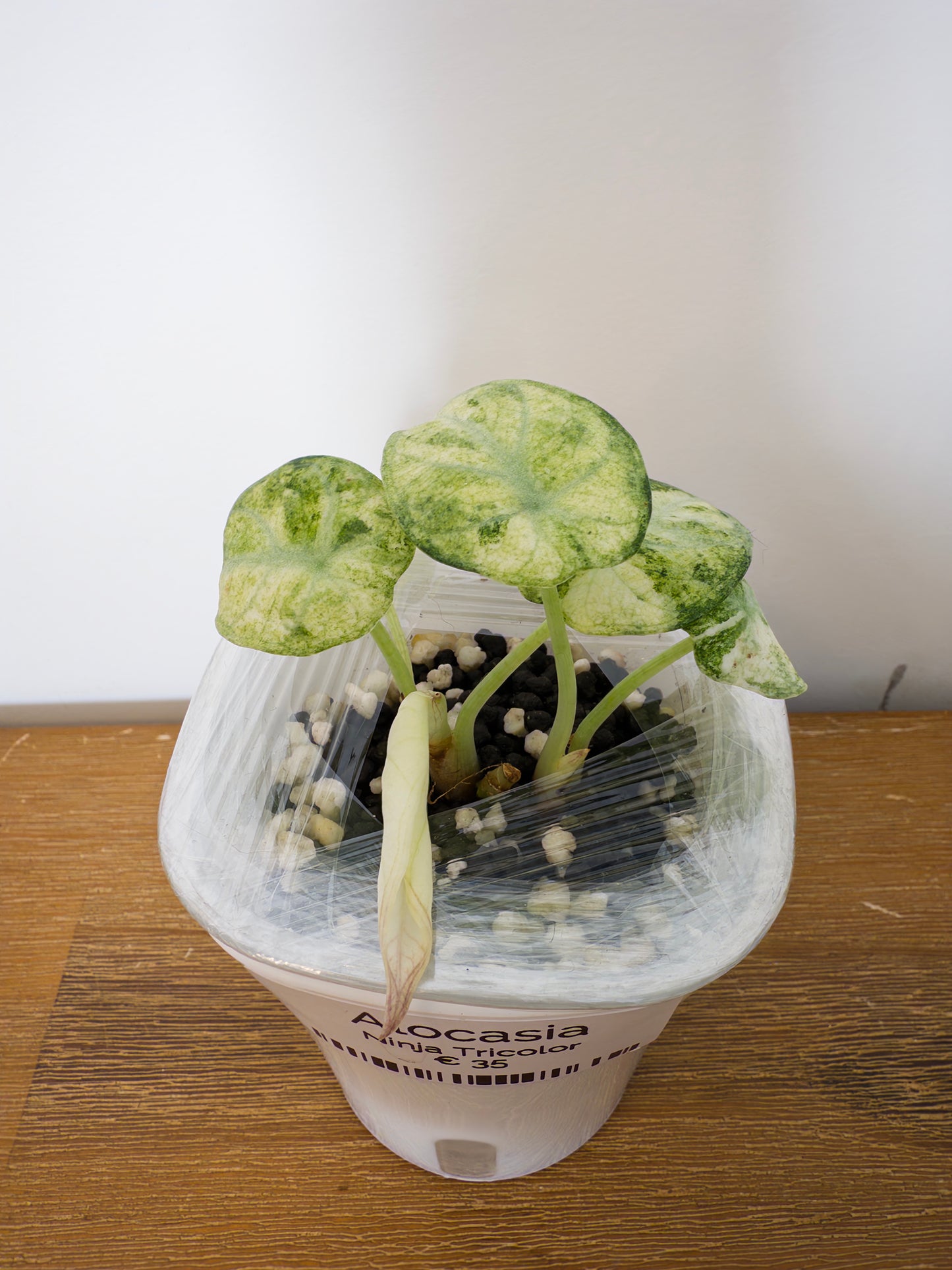 Alocasia Ninja Tricolor (potted plant)