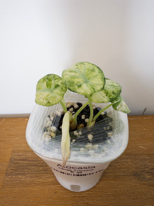 Alocasia Ninja Tricolor (potted plant)