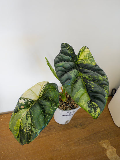 Alocasia Sinuata Aurea