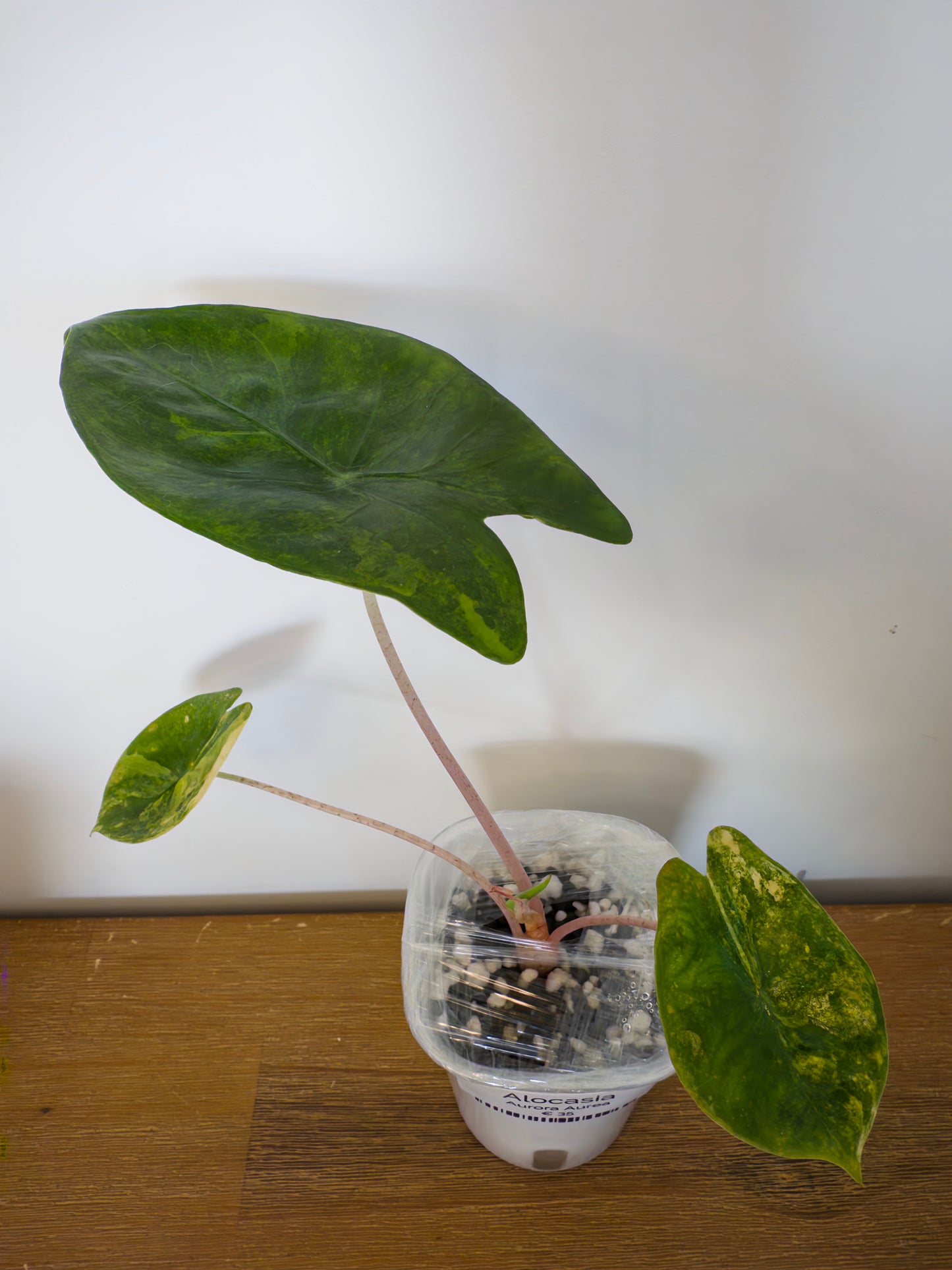 Alocasia Aurora Aurea (Potted plant)