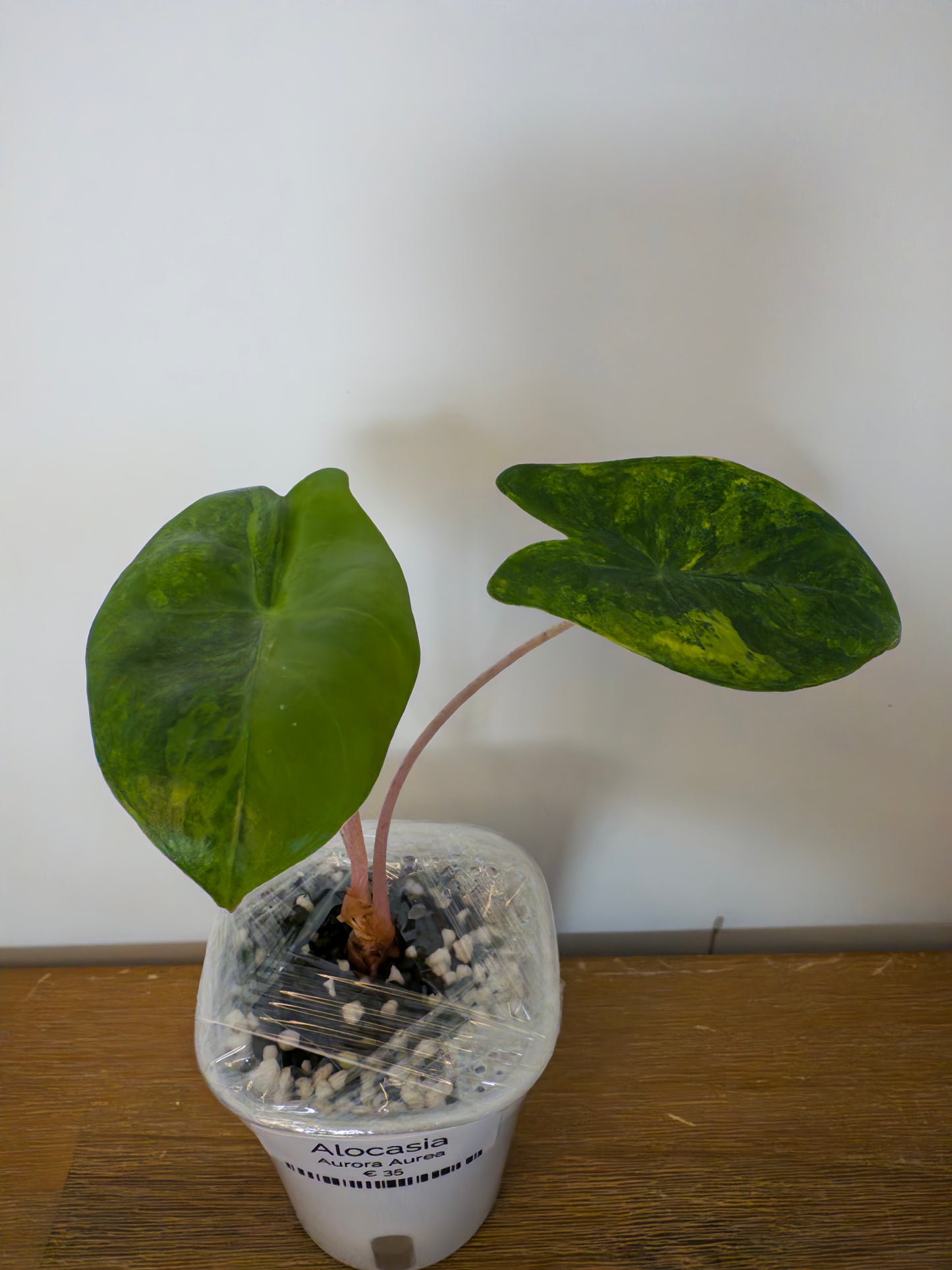 Alocasia Aurora Aurea (Potted plant)