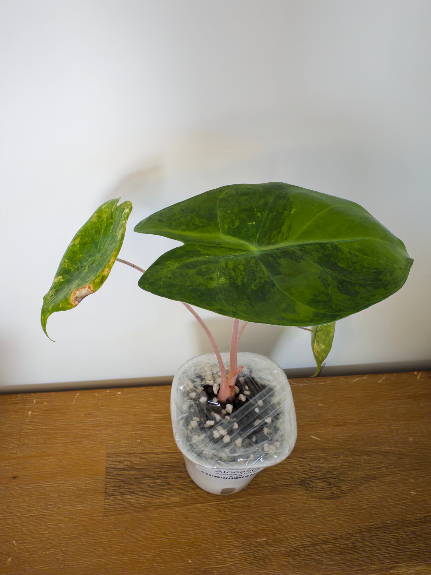 Alocasia Aurora Aurea (Potted plant)