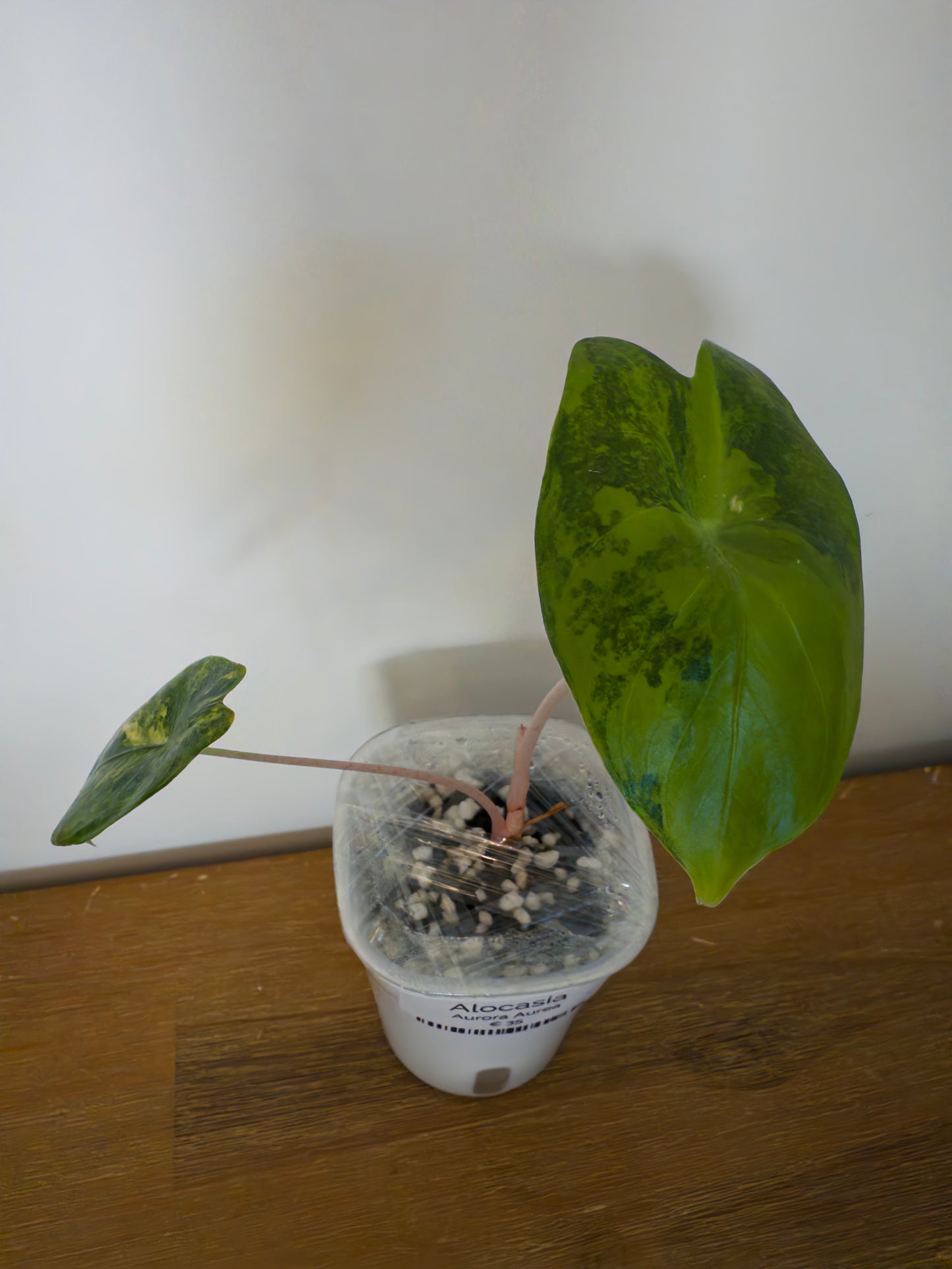 Alocasia Aurora Aurea (Potted plant)