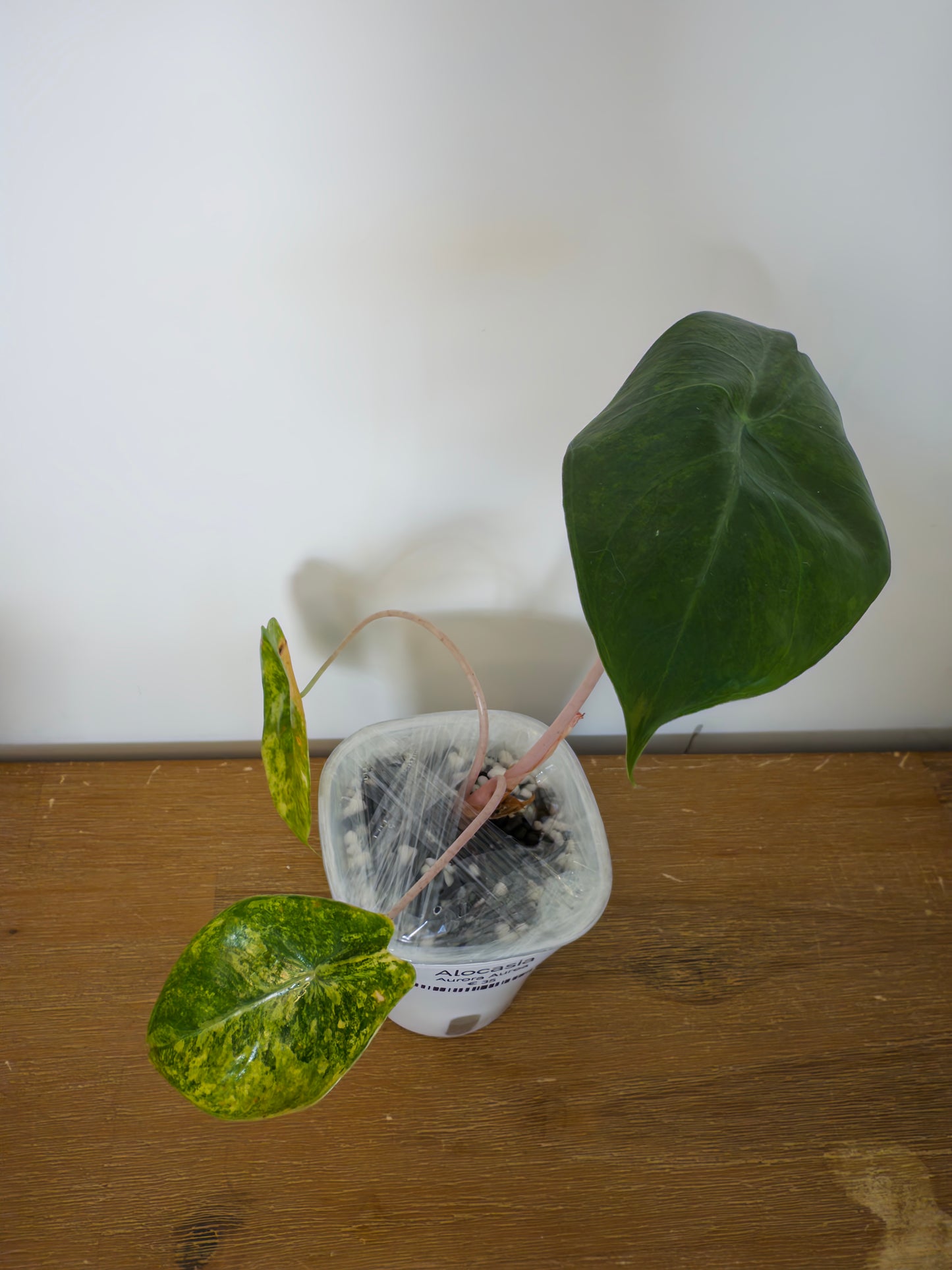 Alocasia Aurora Aurea (Potted plant)