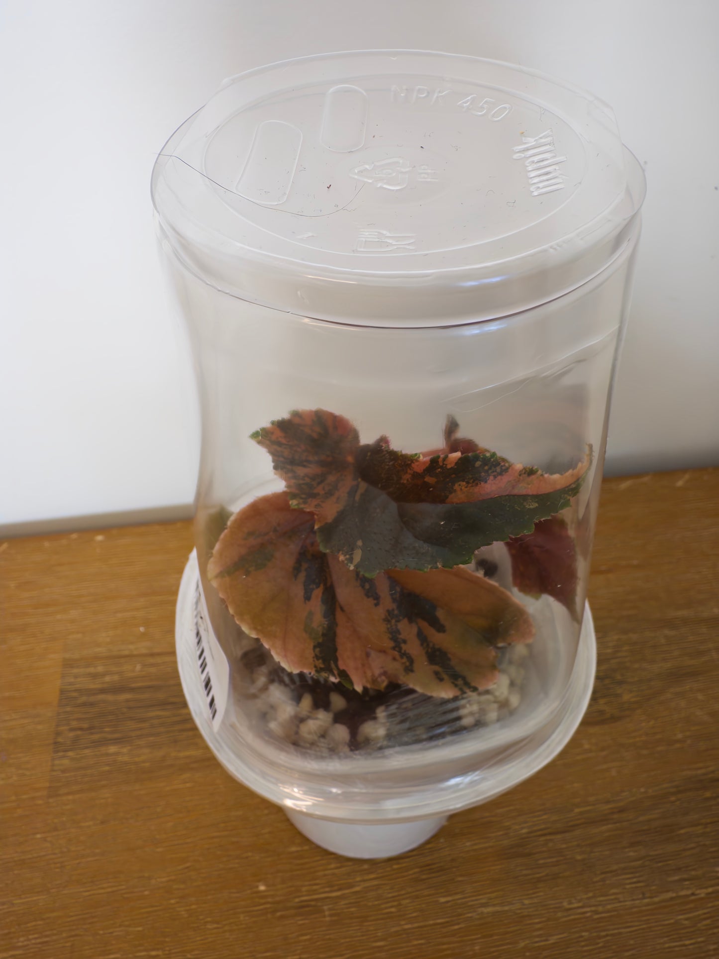 Begonia Ginny Galaxy var. (potted plants)