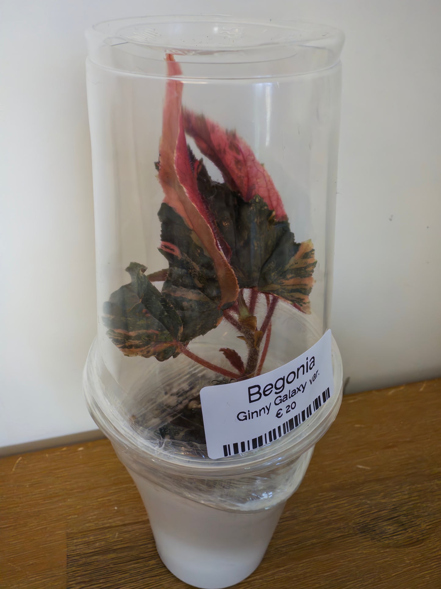 Begonia Ginny Galaxy var. (potted plants)