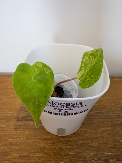 Alocasia Hybrid: Calidora x Flamingo x Infernalis variegata (from corm)